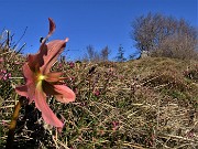 22 Helleborus niger (Elleboro) in fruttescenza alla cima della Corna Bianca (1228 M)